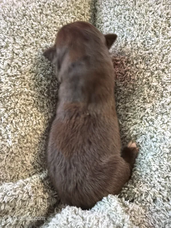 Freckles  – Australian Shepherd puppy for sale in Bellefontaine, OH