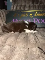 Dipstick , a female Australian Shepherd for sale in Bellefontaine, OH – 2 of 5