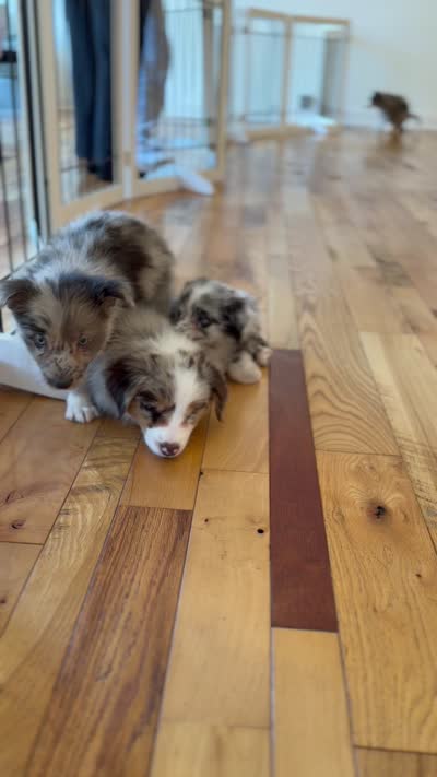 Remi , a male Australian Shepherd for sale in Bellefontaine, OH – 4 of 9
