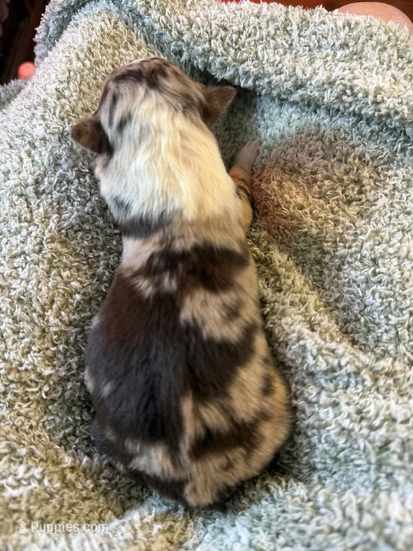 Lucky – Australian Shepherd puppy for sale in Bellefontaine, OH