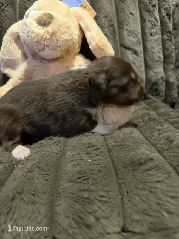 Apollo – Australian Shepherd puppy for sale in Bellefontaine, OH