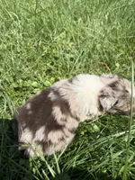 Lucky, a male Australian Shepherd for sale in Bellefontaine, OH – 3 of 4