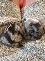 Pongo , a male Australian Shepherd for sale in Bellefontaine, OH – 1 of 4