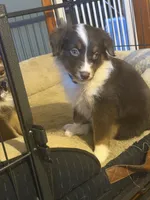 Deja, a female Australian Shepherd for sale in Bellefontaine, OH – 4 of 5