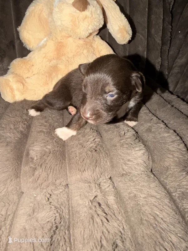 Hera – Australian Shepherd puppy for sale in Bellefontaine, OH