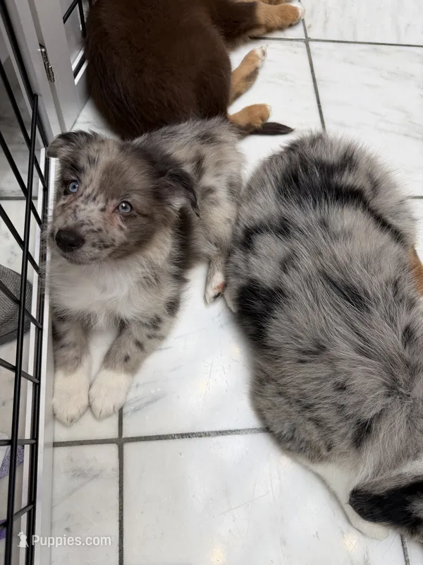 Remi  – Australian Shepherd puppy for sale in Bellefontaine, OH