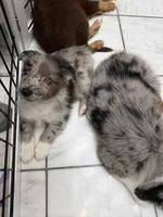 Remi , a male Australian Shepherd for sale in Bellefontaine, OH – 1 of 9