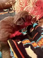 Gucci , a female Australian Shepherd for sale in Bellefontaine, OH – Photo 10 of 10