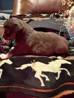 Gucci , a female Australian Shepherd for sale in Bellefontaine, OH – Photo 6 of 10