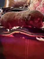 Gucci , a female Australian Shepherd for sale in Bellefontaine, OH – Photo 2 of 10