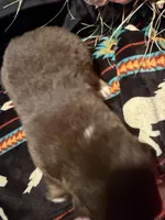 Gucci , a female Australian Shepherd for sale in Bellefontaine, OH – Photo 4 of 10