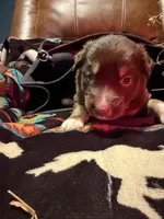 Gucci , a female Australian Shepherd for sale in Bellefontaine, OH – Photo 5 of 10