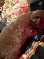 Gucci , a female Australian Shepherd for sale in Bellefontaine, OH – Photo 3 of 10