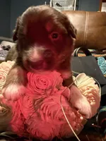 Gucci , a female Australian Shepherd for sale in Bellefontaine, OH – Photo 7 of 10