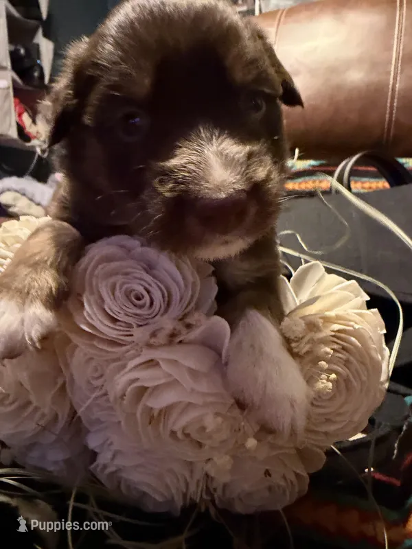 Gucci  – Australian Shepherd puppy for sale in Bellefontaine, OH
