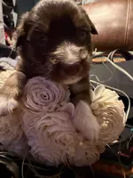 Gucci , a female Australian Shepherd for sale in Bellefontaine, OH – Photo 1 of 10