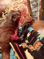 Gucci , a female Australian Shepherd for sale in Bellefontaine, OH – Photo 9 of 10