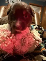 Gucci , a female Australian Shepherd for sale in Bellefontaine, OH – Photo 8 of 10