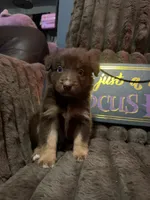 Freckles , a male Australian Shepherd for sale in Bellefontaine, OH – 4 of 5