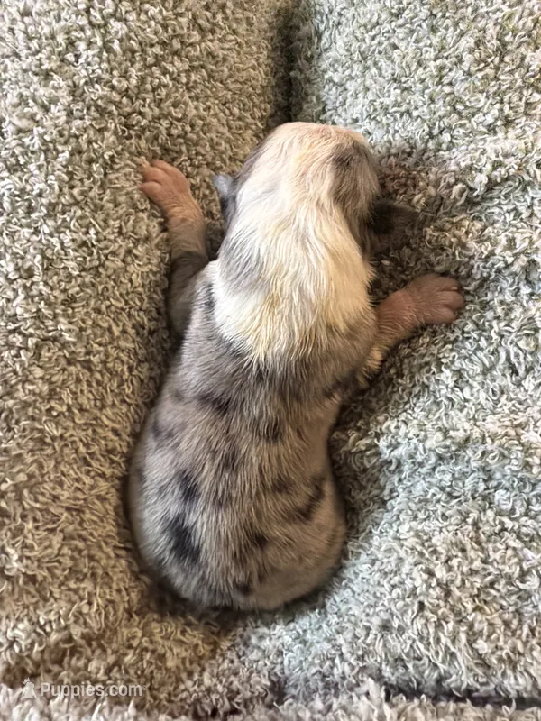 Thunder – Australian Shepherd puppy for sale in Bellefontaine, OH