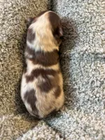 Penny , a female Australian Shepherd for sale in Bellefontaine, OH – 1 of 4