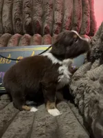 Two-tone , a female Australian Shepherd for sale in Bellefontaine, OH – 5 of 6