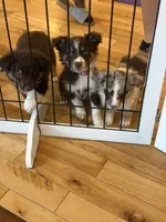 Dipstick , a female Australian Shepherd for sale in Bellefontaine, OH – 2 of 8