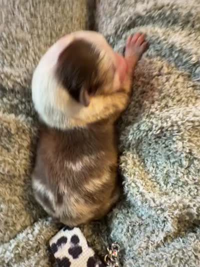 Fidget, a male Australian Shepherd for sale in Bellefontaine, OH – 4 of 4