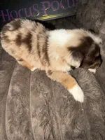 Penny , a female Australian Shepherd for sale in Bellefontaine, OH – 5 of 6