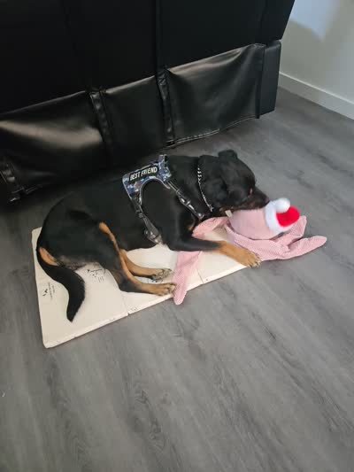 Buster, a male Rottweiler for sale in Downey, CA – 5 of 5