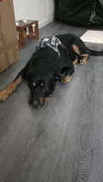 Buster, a male Rottweiler for sale in Downey, CA – 4 of 5