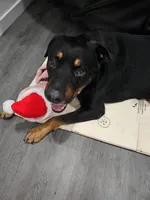 Buster, a male Rottweiler for sale in Downey, CA – 2 of 5