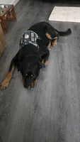 Buster, a male Rottweiler for sale in Downey, CA – 3 of 5