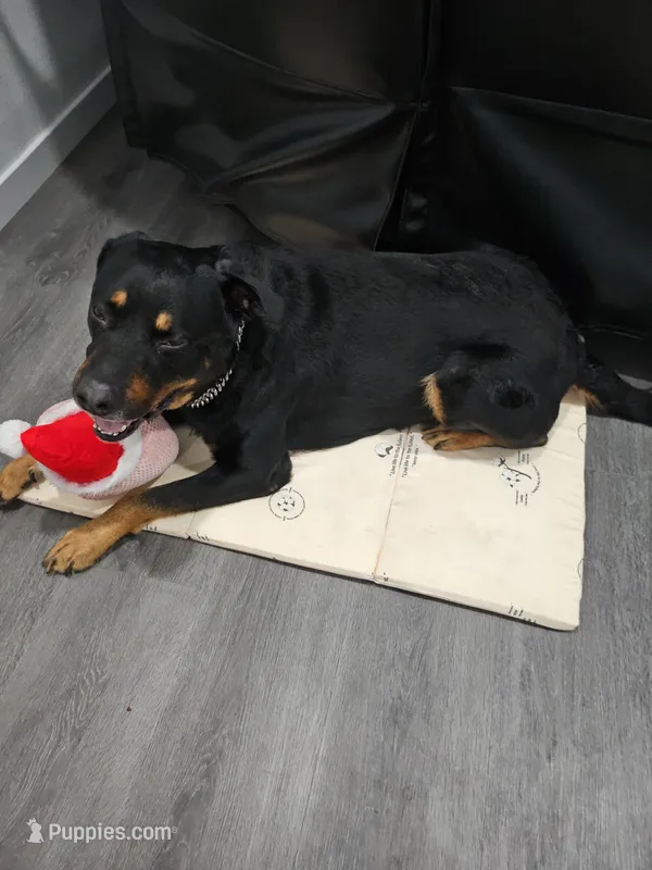 Buster – Rottweiler puppy for sale in Downey, CA
