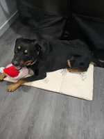 Buster, a male Rottweiler for sale in Downey, CA – 1 of 5