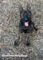 Jasper, a male German Shepherd Dog for sale in Marshall, TX – 3 of 6