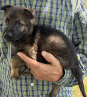 Ricky, a male German Shepherd Dog for sale in Marshall, TX – 8 of 9