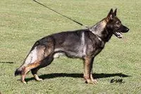 Ricky, a male German Shepherd Dog for sale in Marshall, TX – 5 of 9
