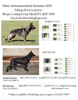 Ricky, a male German Shepherd Dog for sale in Marshall, TX – 6 of 9