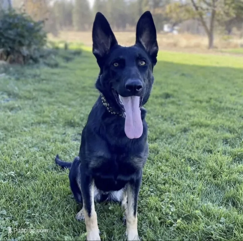 Sage – German Shepherd Dog puppy for sale in Marshall, TX