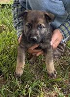 Jasper, a male German Shepherd Dog for sale in Marshall, TX – 6 of 6