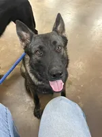 Ricky, a male German Shepherd Dog for sale in Marshall, TX – 2 of 9
