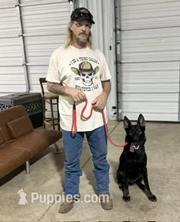 Jasper – German Shepherd Dog puppy for sale in Marshall, TX