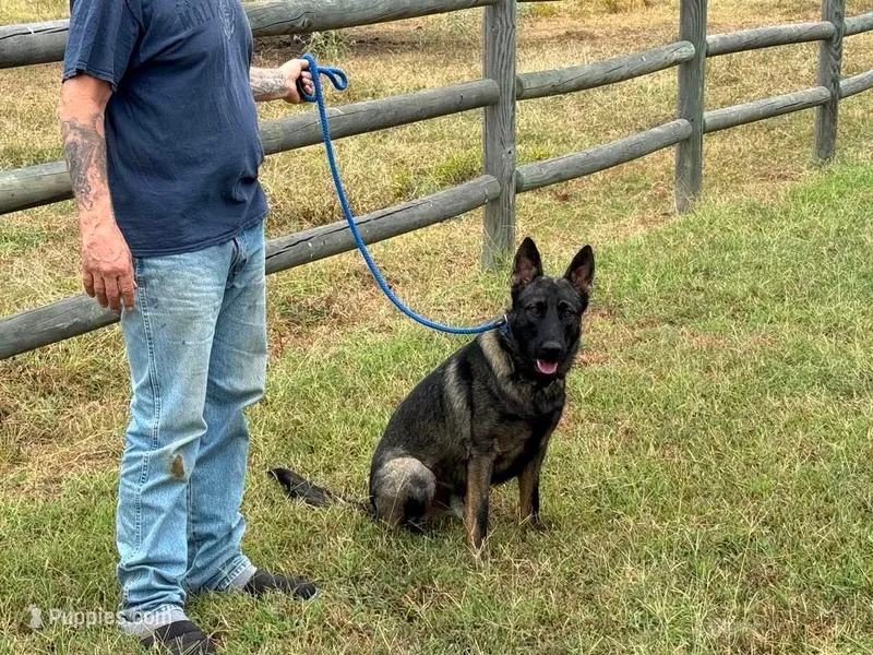 Ricky – German Shepherd Dog puppy for sale in Marshall, TX