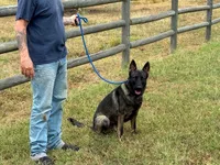 Ricky, a male German Shepherd Dog for sale in Marshall, TX – 1 of 9