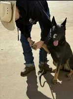 Sage, a female German Shepherd Dog for sale in Marshall, TX – 3 of 4