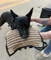 Sage, a female German Shepherd Dog for sale in Marshall, TX – 2 of 4
