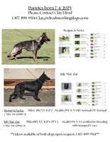 Jasper, a male German Shepherd Dog for sale in Marshall, TX – 4 of 6