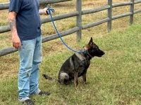 Ricky, a male German Shepherd Dog for sale in Marshall, TX – 3 of 9