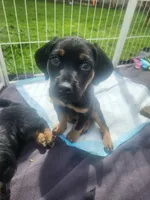 Cricket, a male Bluetick Coonhound and Golden Retriever for sale in Tecumseh, MI – 5 of 6